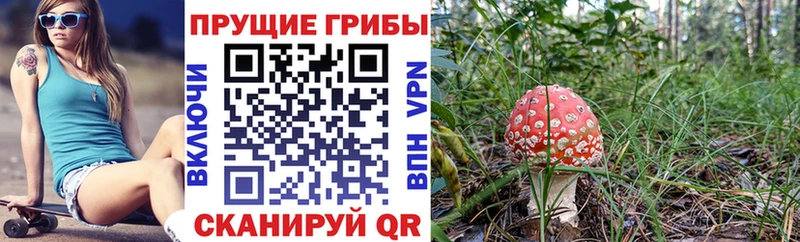 Псилоцибиновые грибы мицелий  как найти наркотики  Подпорожье 